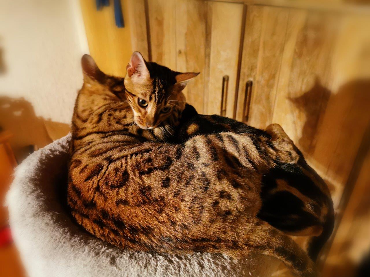 Bengal-Kitten Kassandra