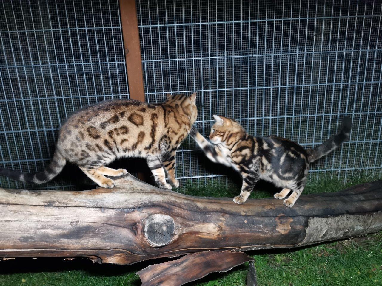 Bengalkatze Peter