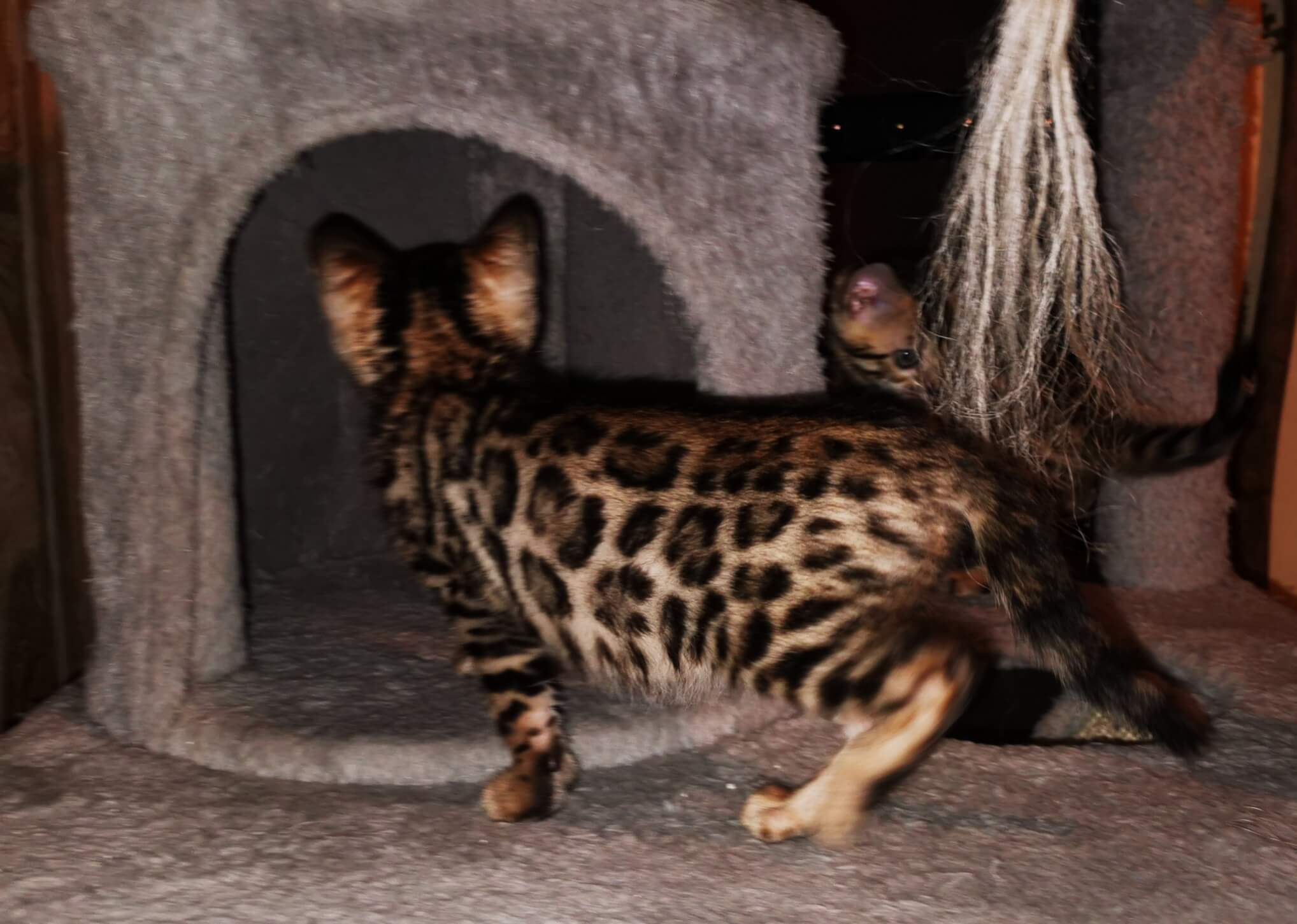 Bengal-Kitten Laura