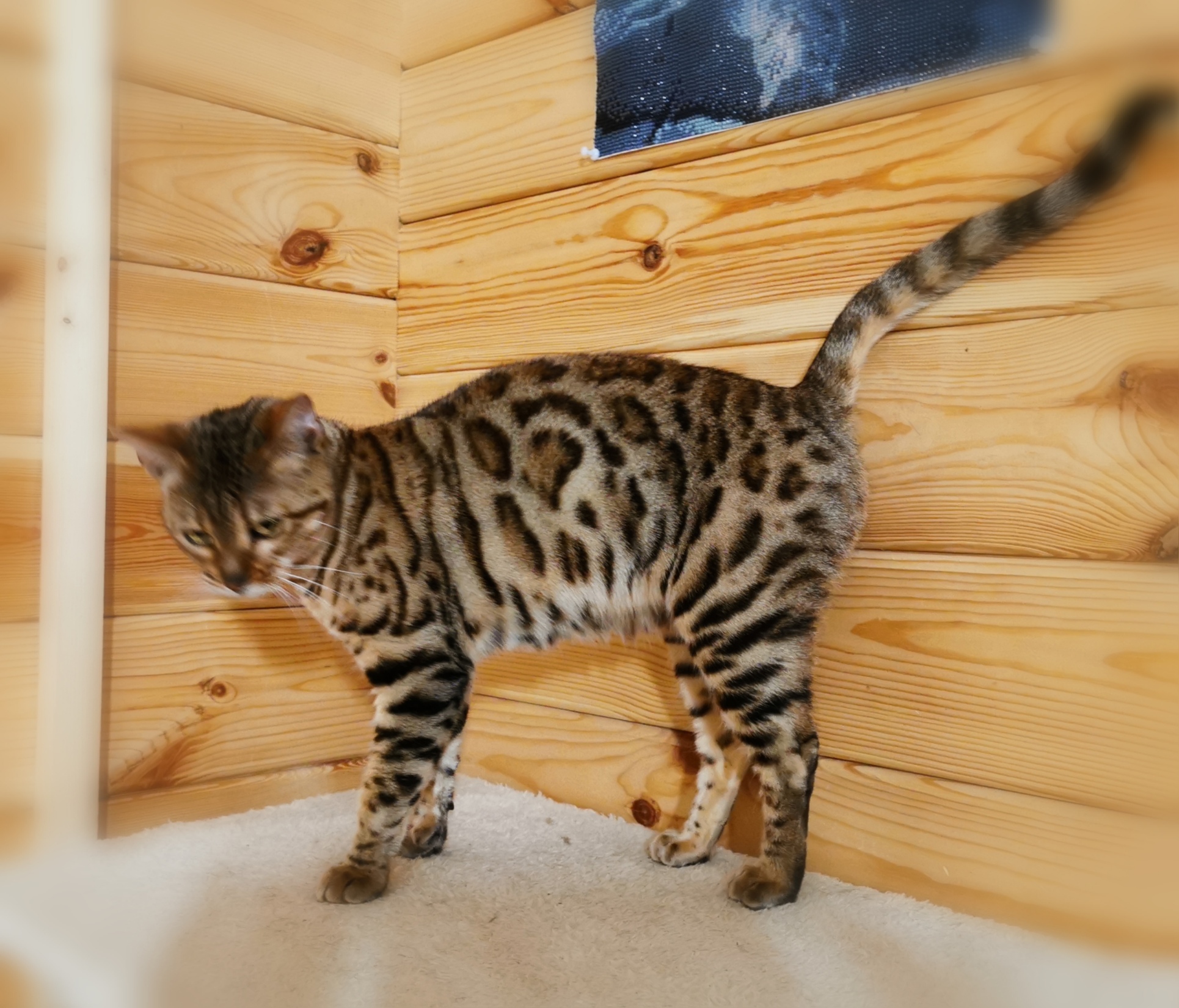 Bengalkatze Kassandra