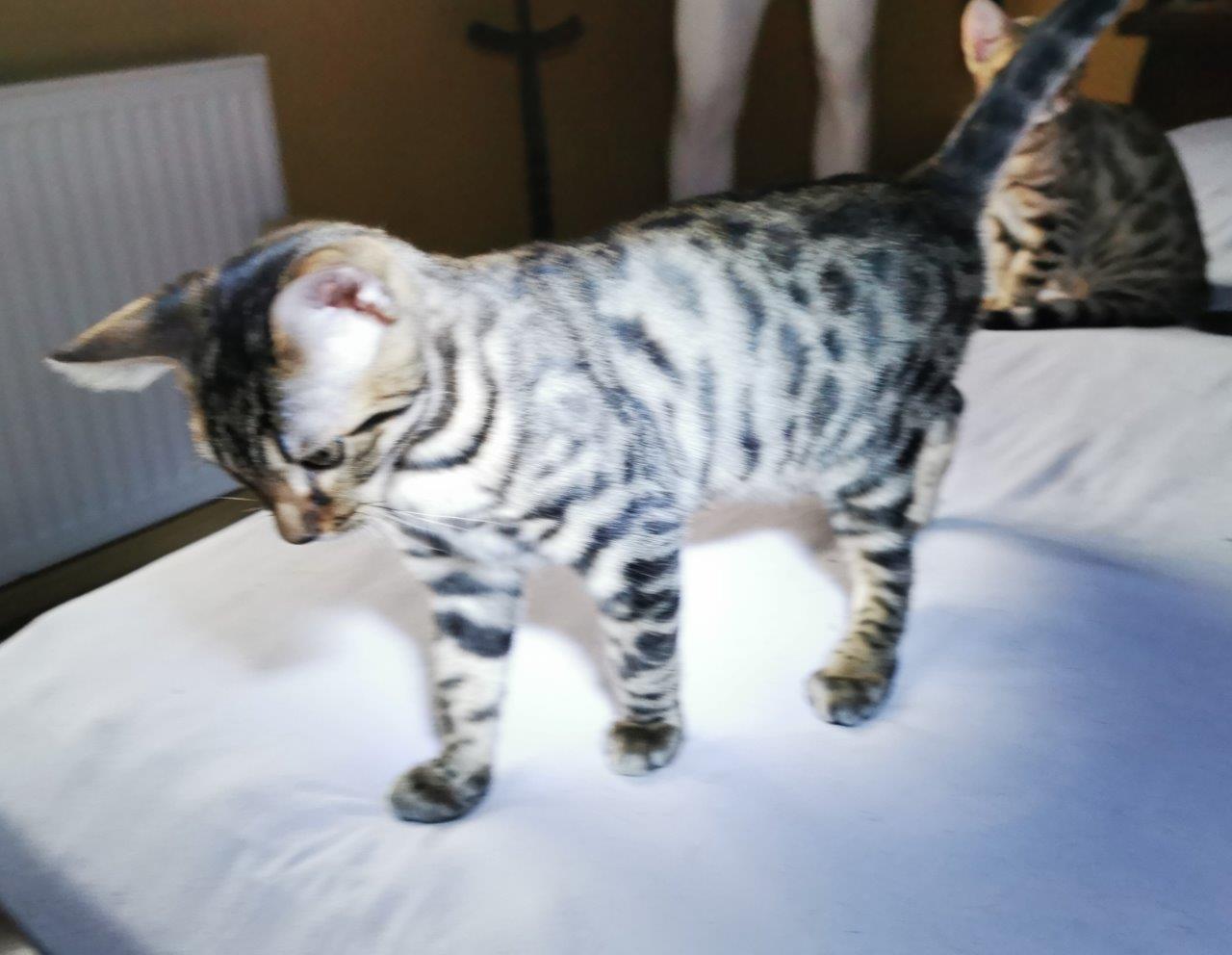Bengal-Kitten Luna