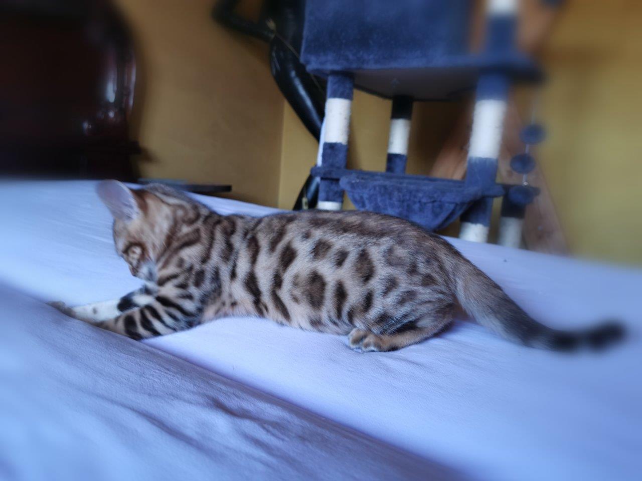 Bengal-Kitten Luna