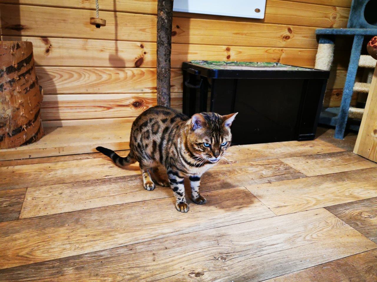 Bengalkatze Peter
