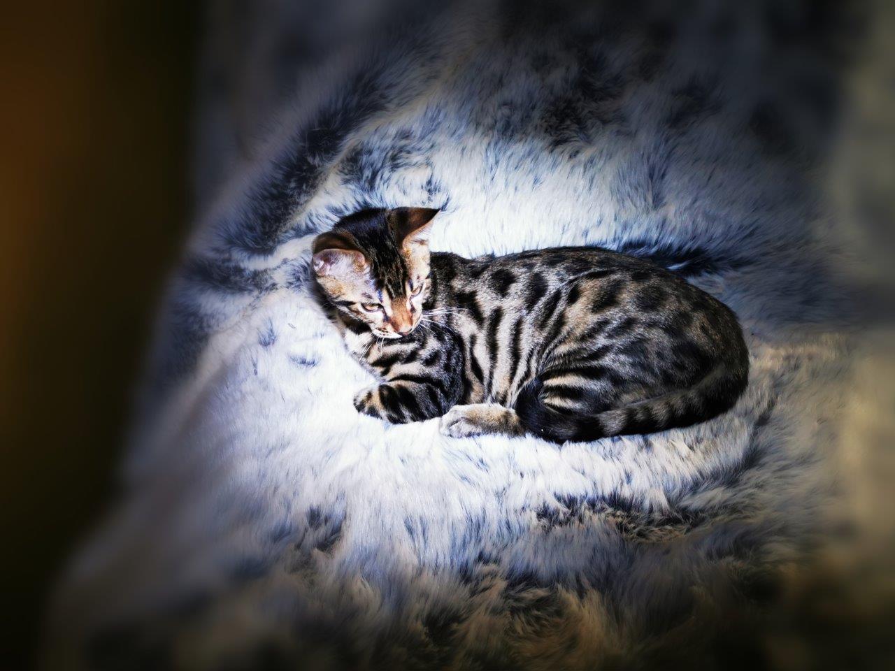 Bengal-Kitten Luna