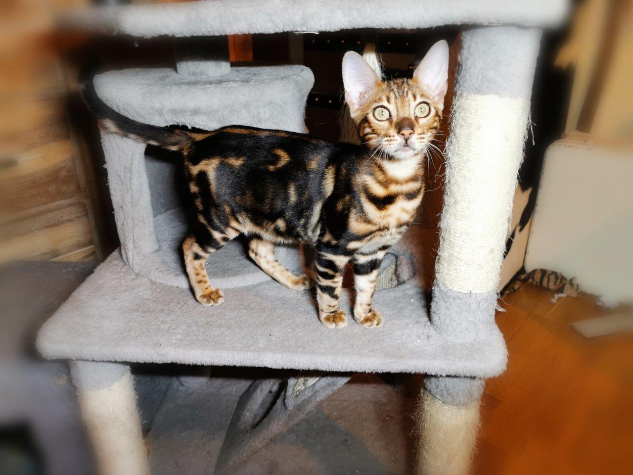 Bengal-Kitten Kassandra