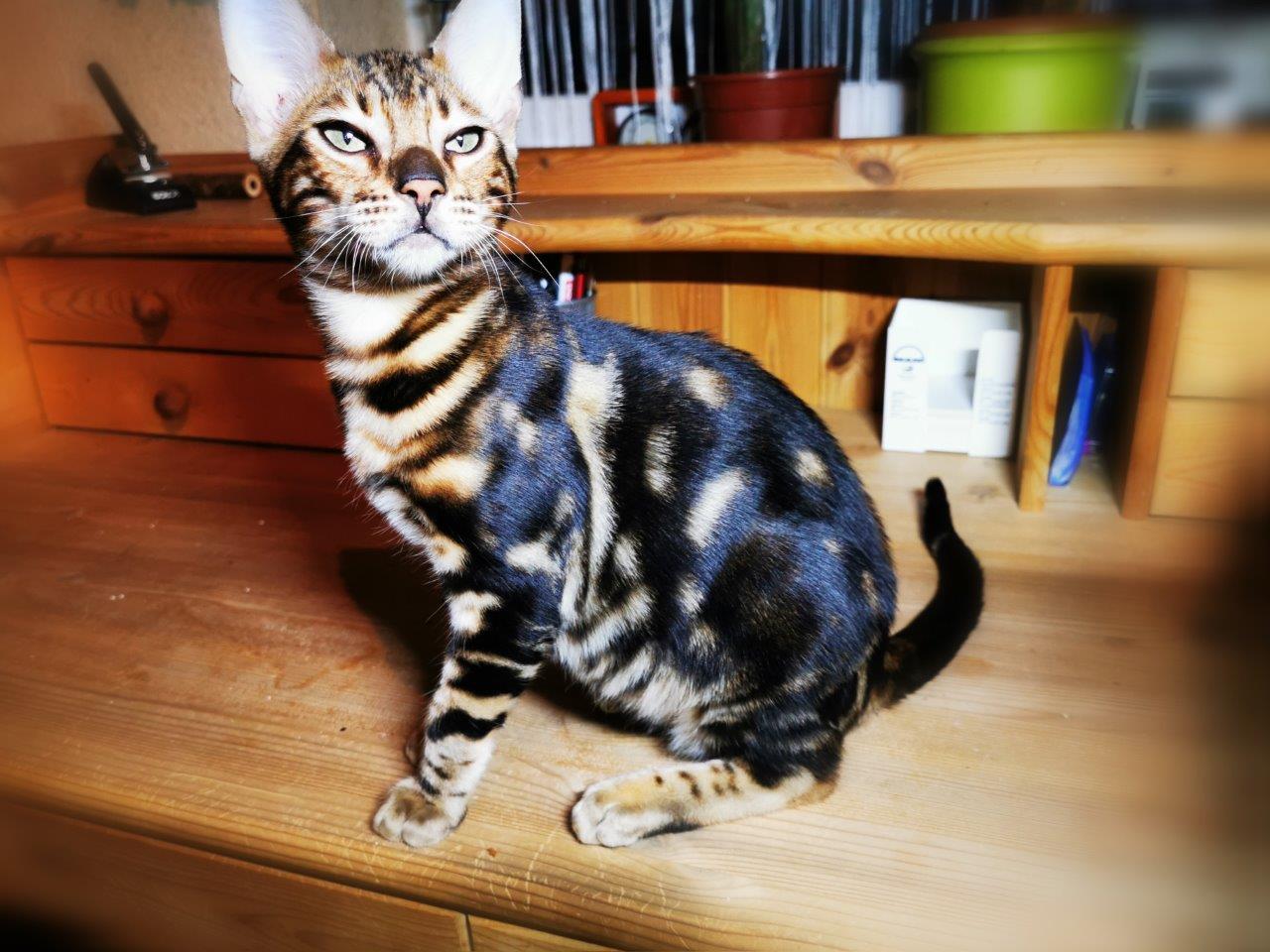Bengal-Kitten Kassandra