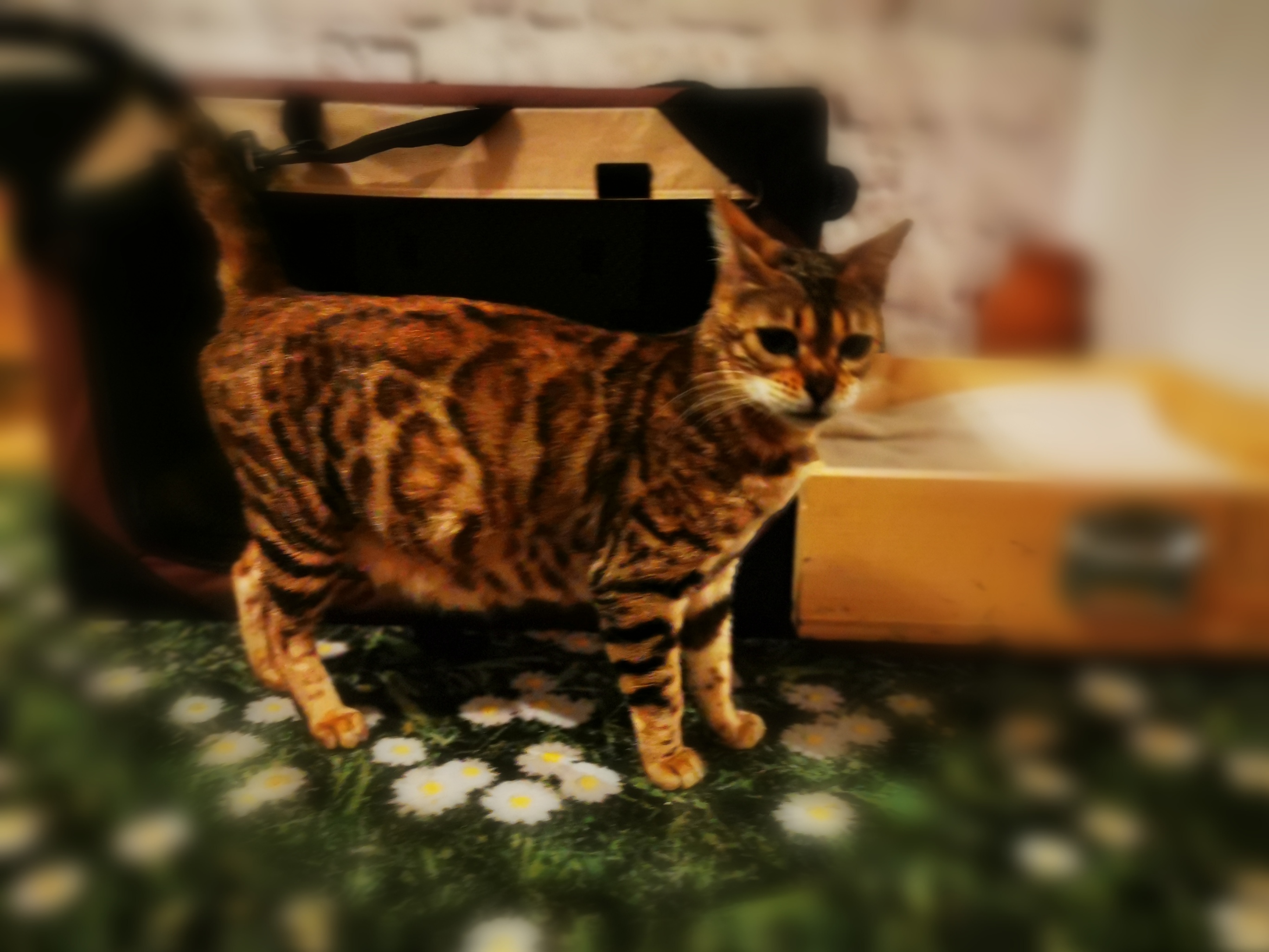 Bengalkatze Laura