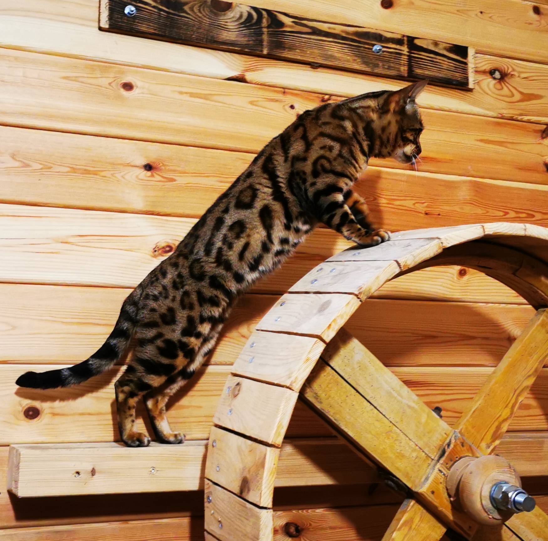 Bengalkatze Peter
