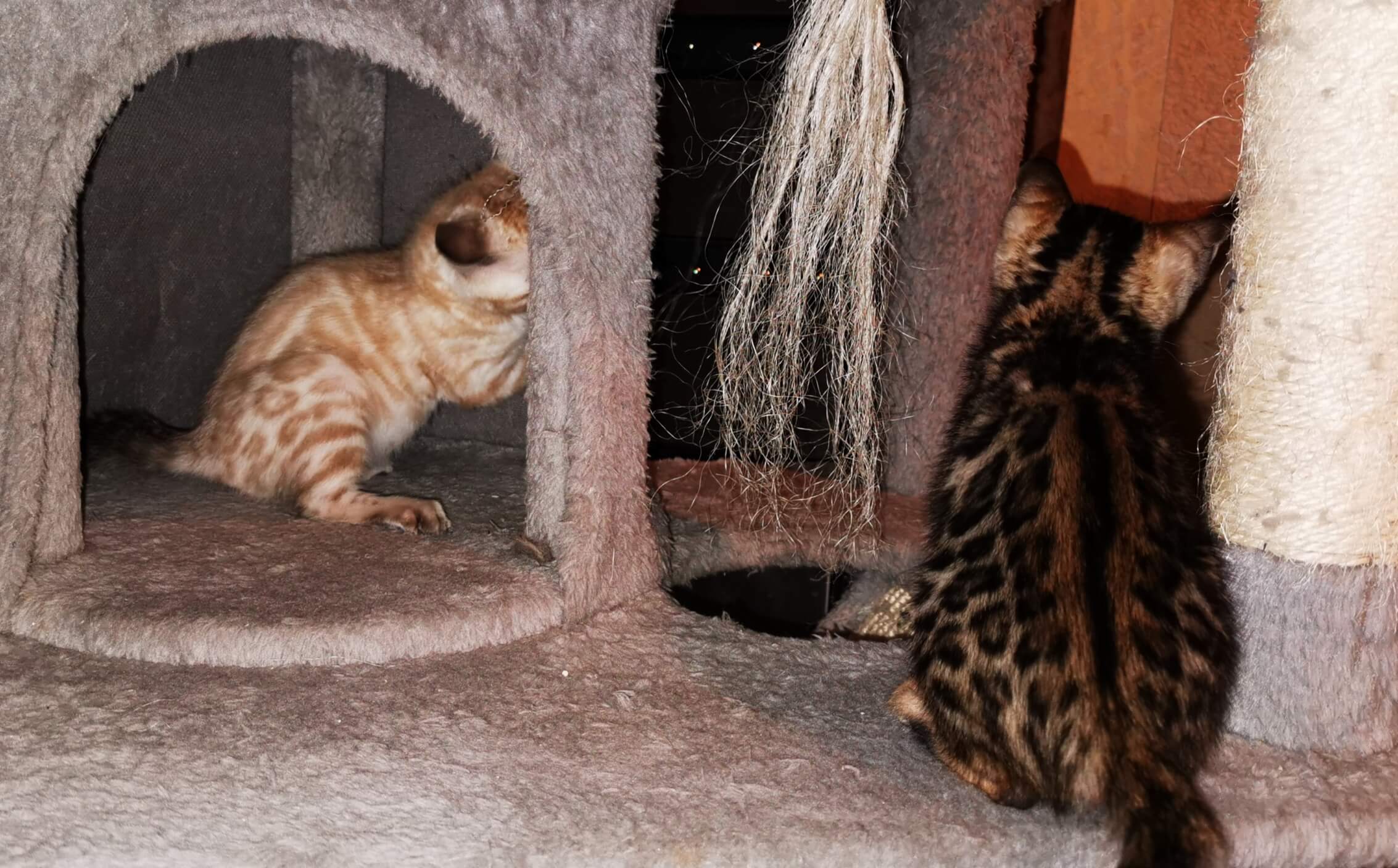 Bengal-Kitten Laura