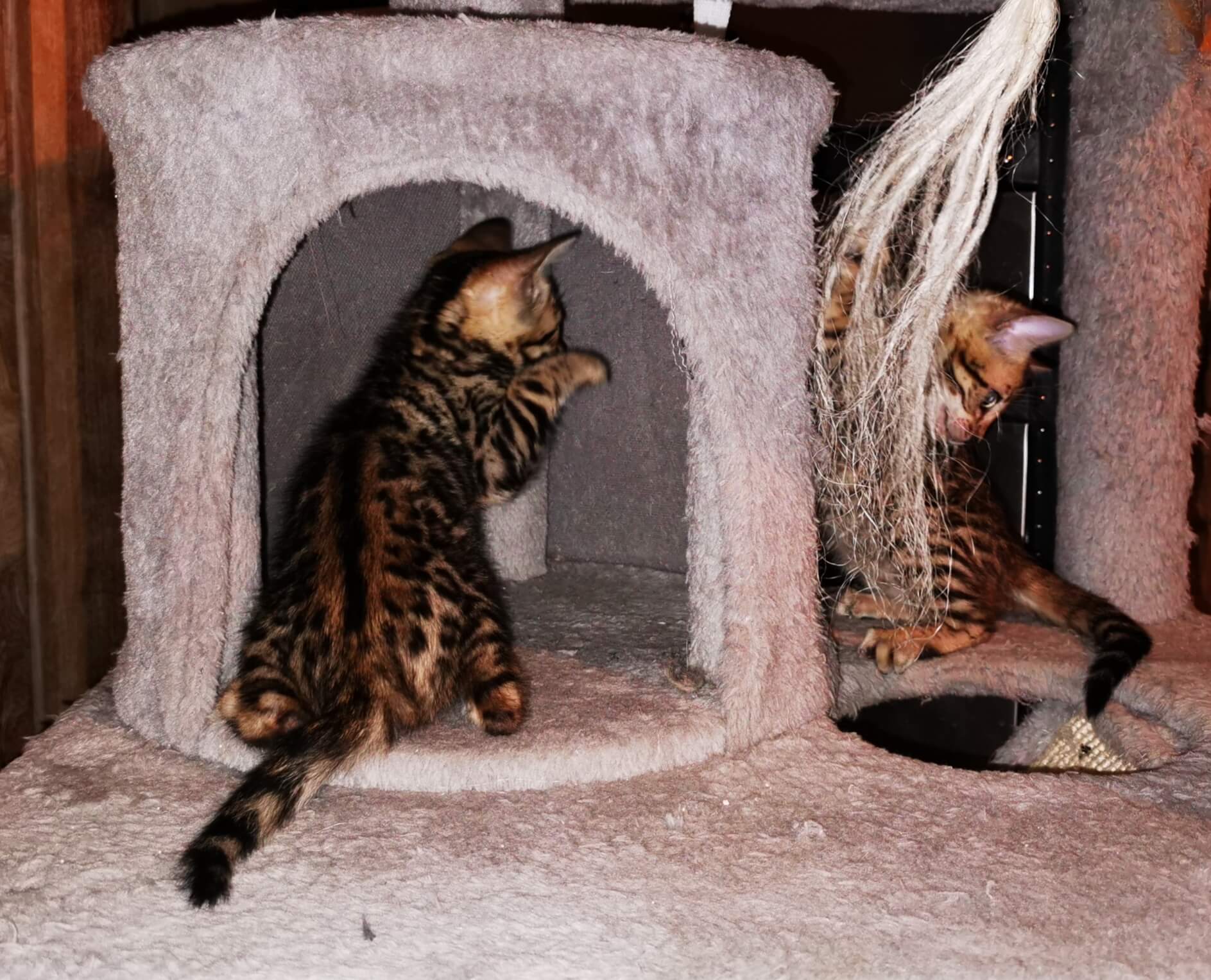 Bengal-Kitten Laura