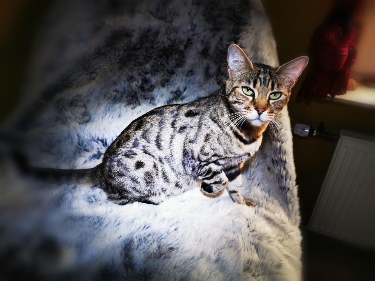 Bengalkatze Luna